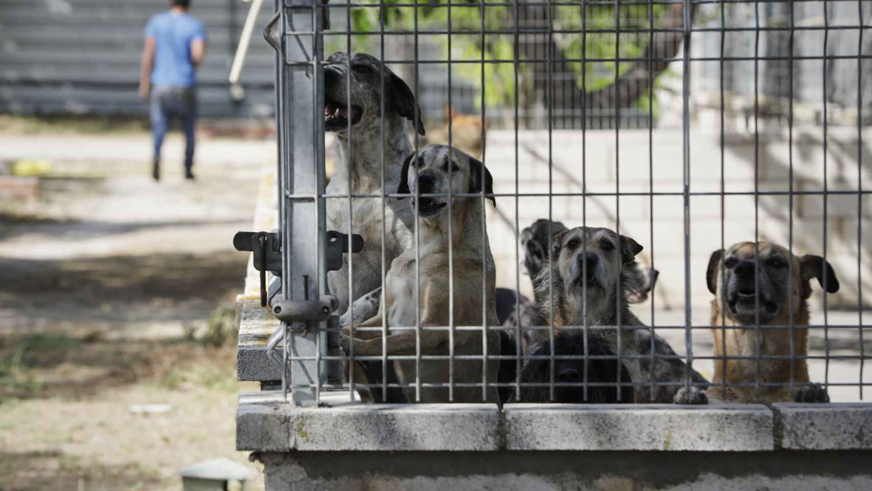 Varios perros viven en las instalaciones adecuadas en el albergue San Francisco de Asis de la Sociedad Protectora de Animales y Plantas de Madrid (SPAP).