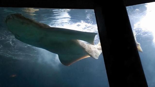 El angelote del Aquarium Finisterrae en movimiento