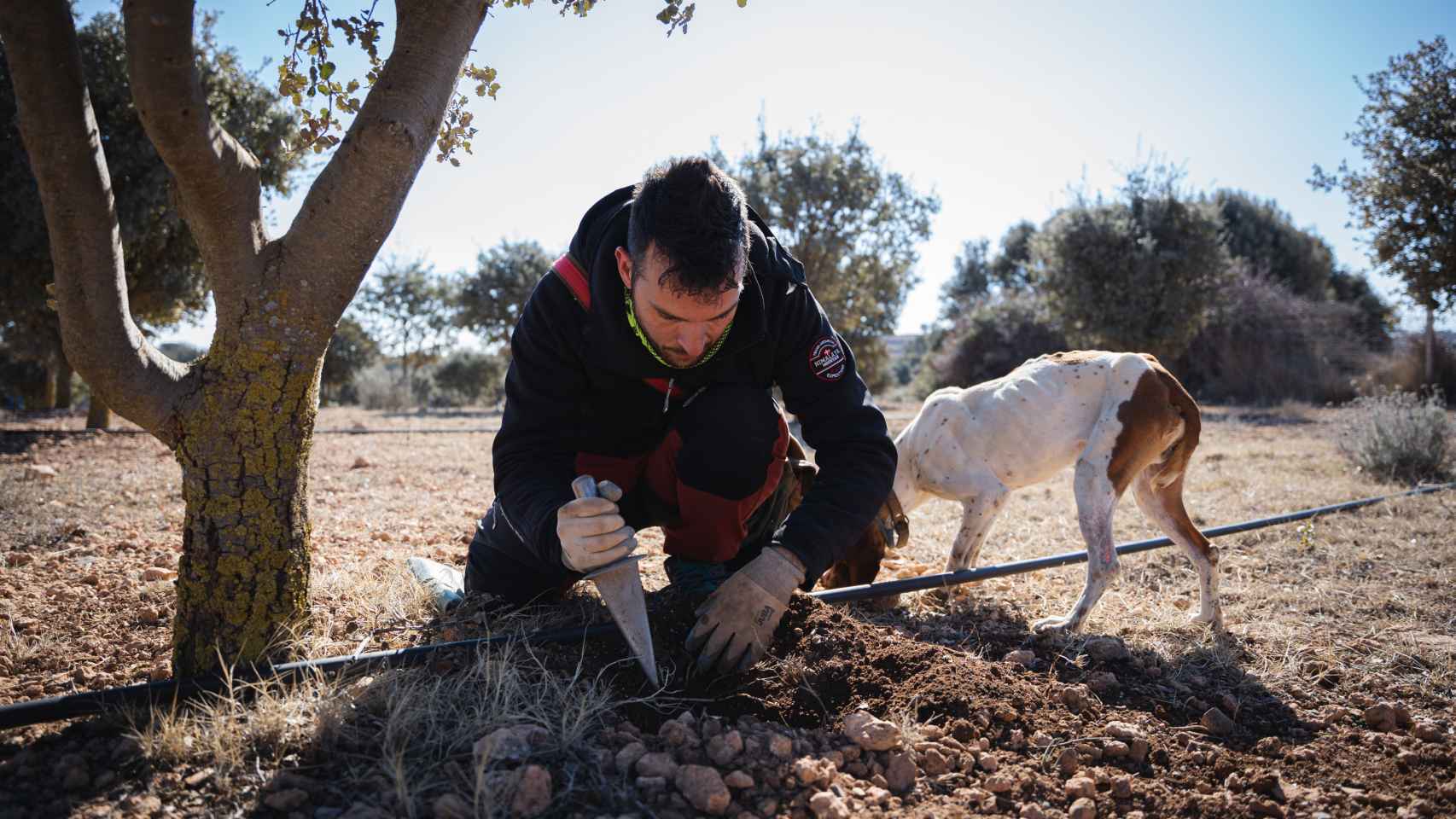 Daniel Brito, truficultor, cavando con su machete en el punto que le ha indicado su perro trufero.