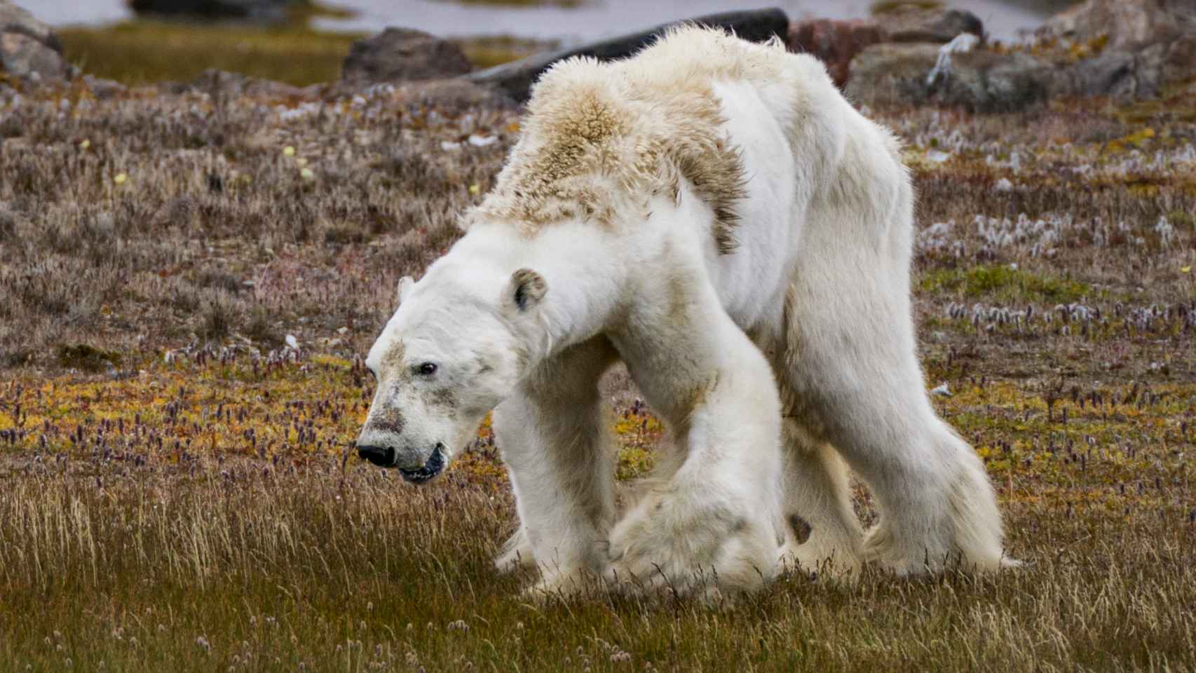 Imagen del oso polar esquelético.