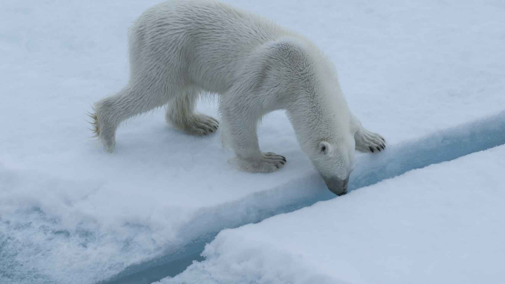 Un oso polar buscando comida.