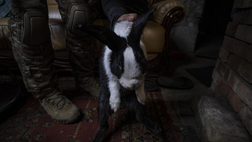 Vasyl,  la mascota que vive con una unidad del Ejército de Voluntarios de Ucrania, en el frente de combate de Vuhledar (Donetsk).