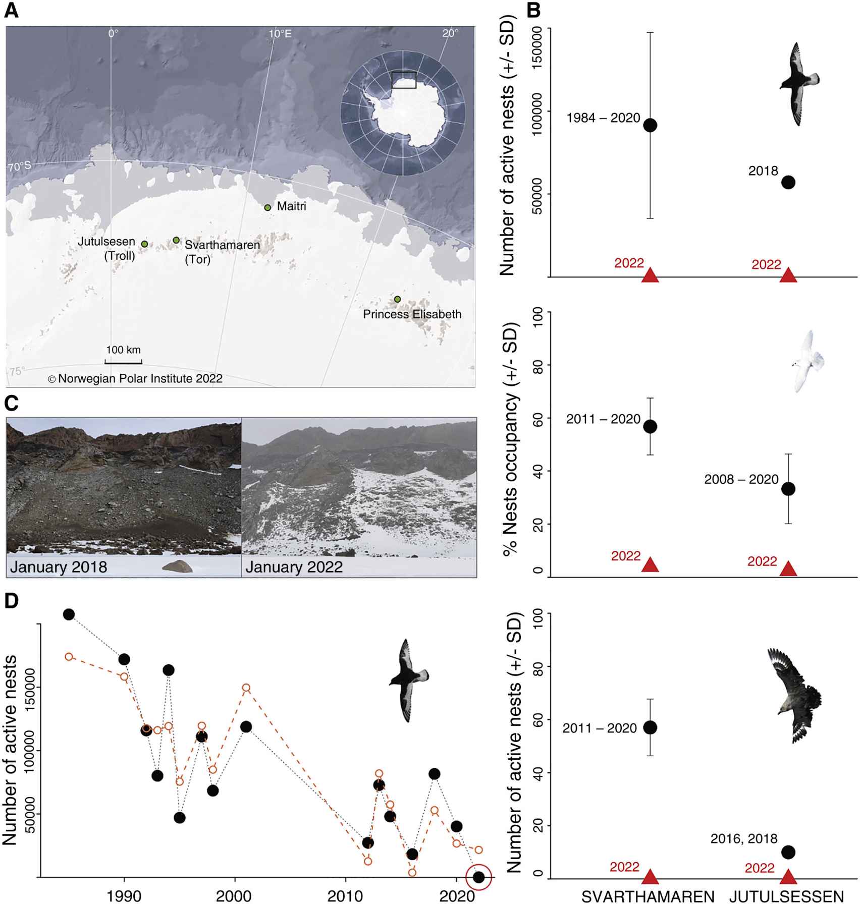 Seabird reproduction in Dronning Maud Land Antarctica CREDIT Current Biology Descamps et al