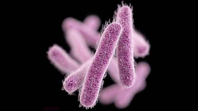 Colonias de bacterias 'Shigella sonnei'.