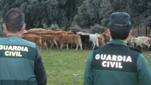 Guardia Civil en una explotación bovina