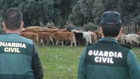 Guardia Civil en una explotación bovina