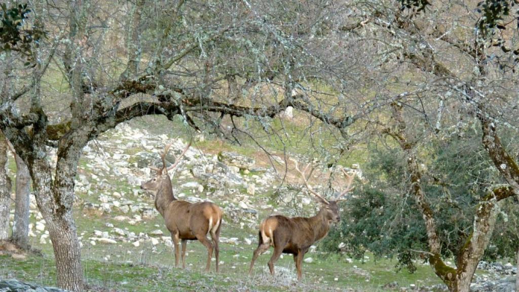 Foto: GDR Montes de Toledo.