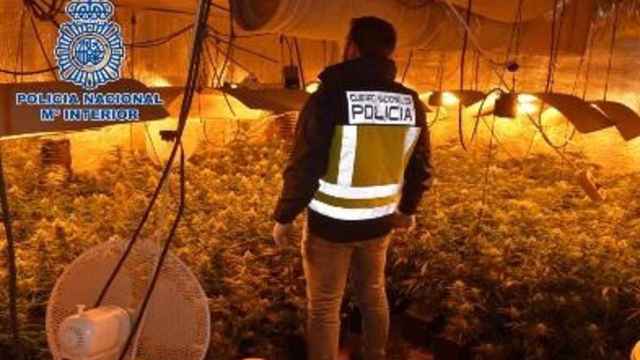 Plantación de marihuana hallada por la Policía Nacional en Alcázar de San Juan.