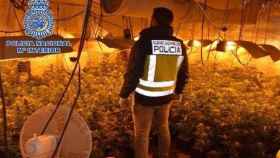 Plantación de marihuana hallada por la Policía Nacional en Alcázar de San Juan.