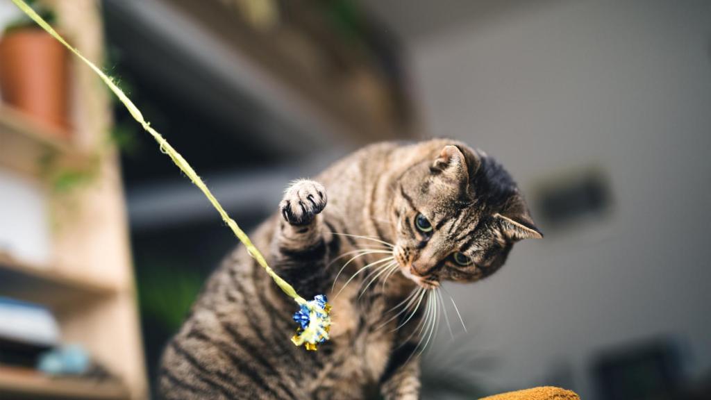 Imagen de archivo de un gato jugando.