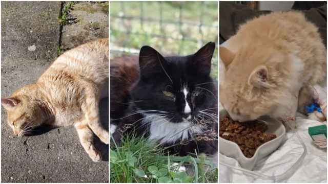 Imágenes de algunos gatos del refugio.