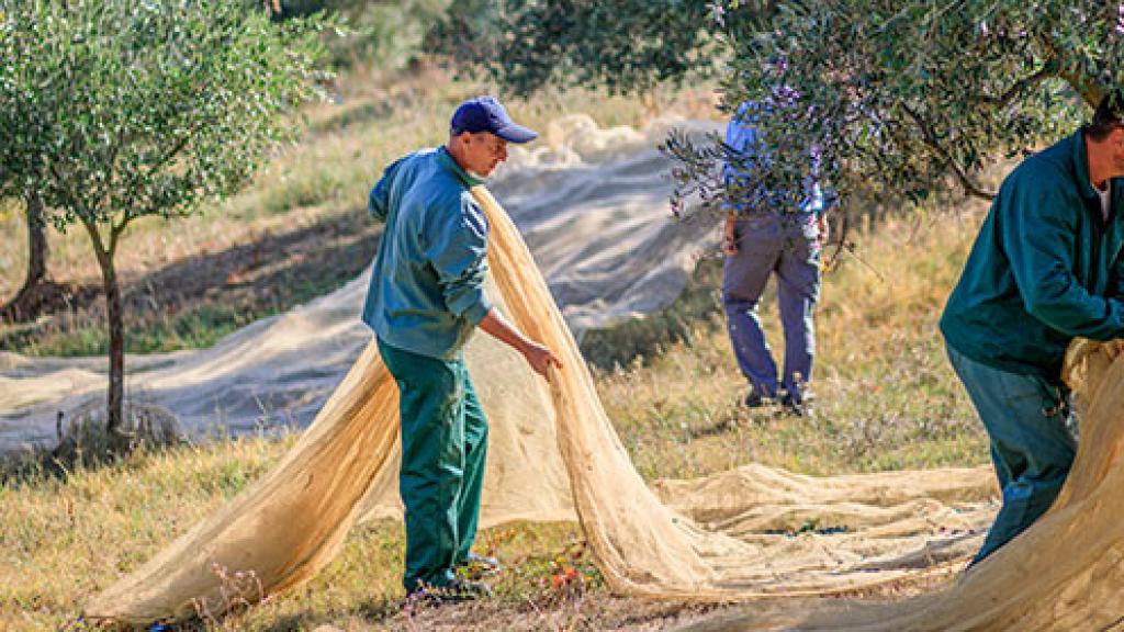 Recogida de la oliva en la granja italiana.