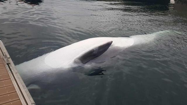 Hallazgo de una cría de rorcual común en los muelles de la Estación Naval de La Graña