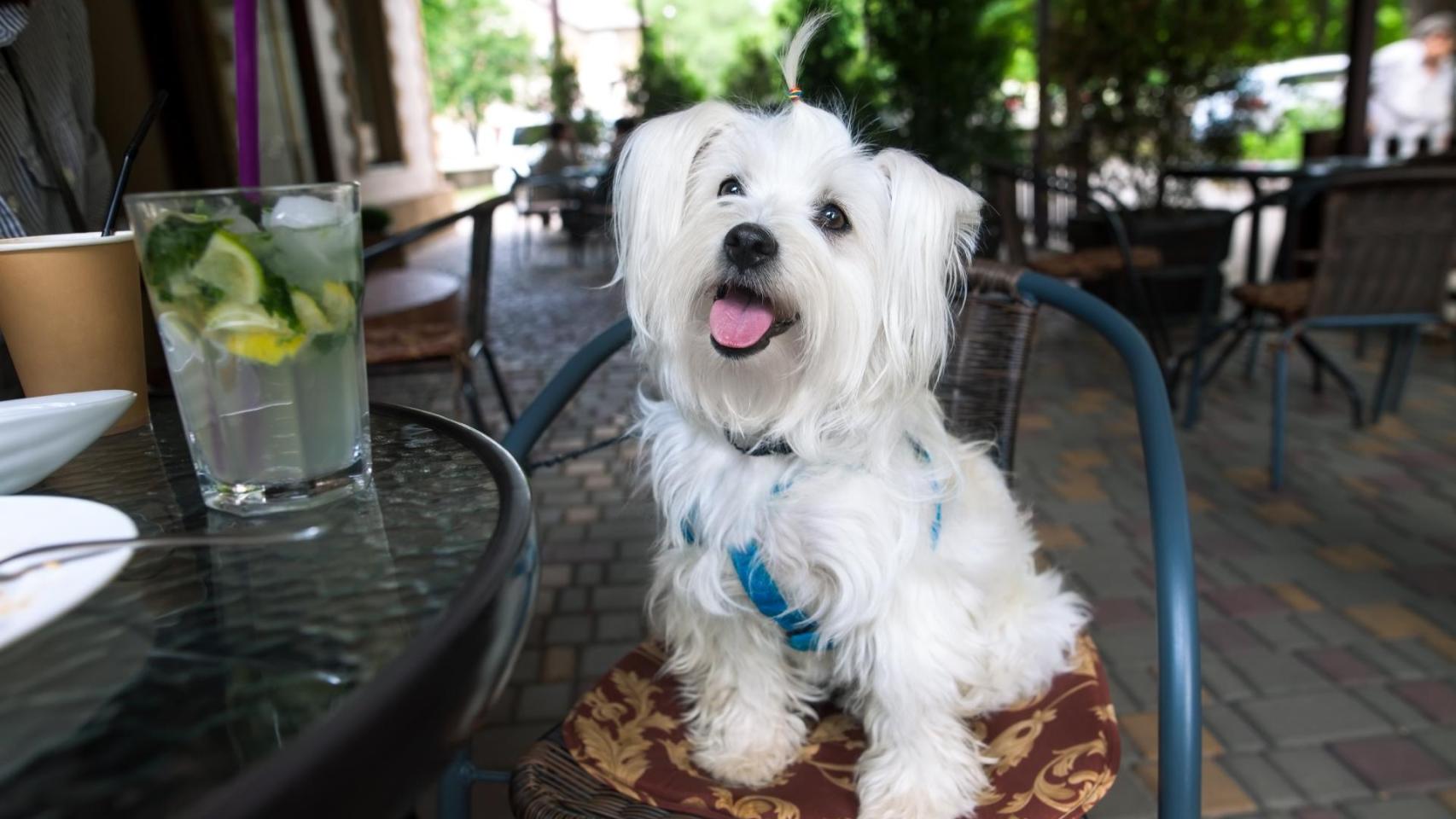 Un perro en una terraza, en una imagen de archivo