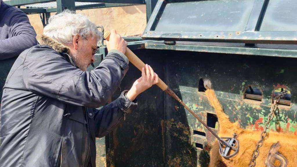 César Mata herrando a uno de los animales