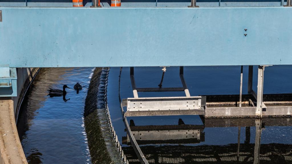 Unos patos chapotean en uno de los tanques de agua depurada.