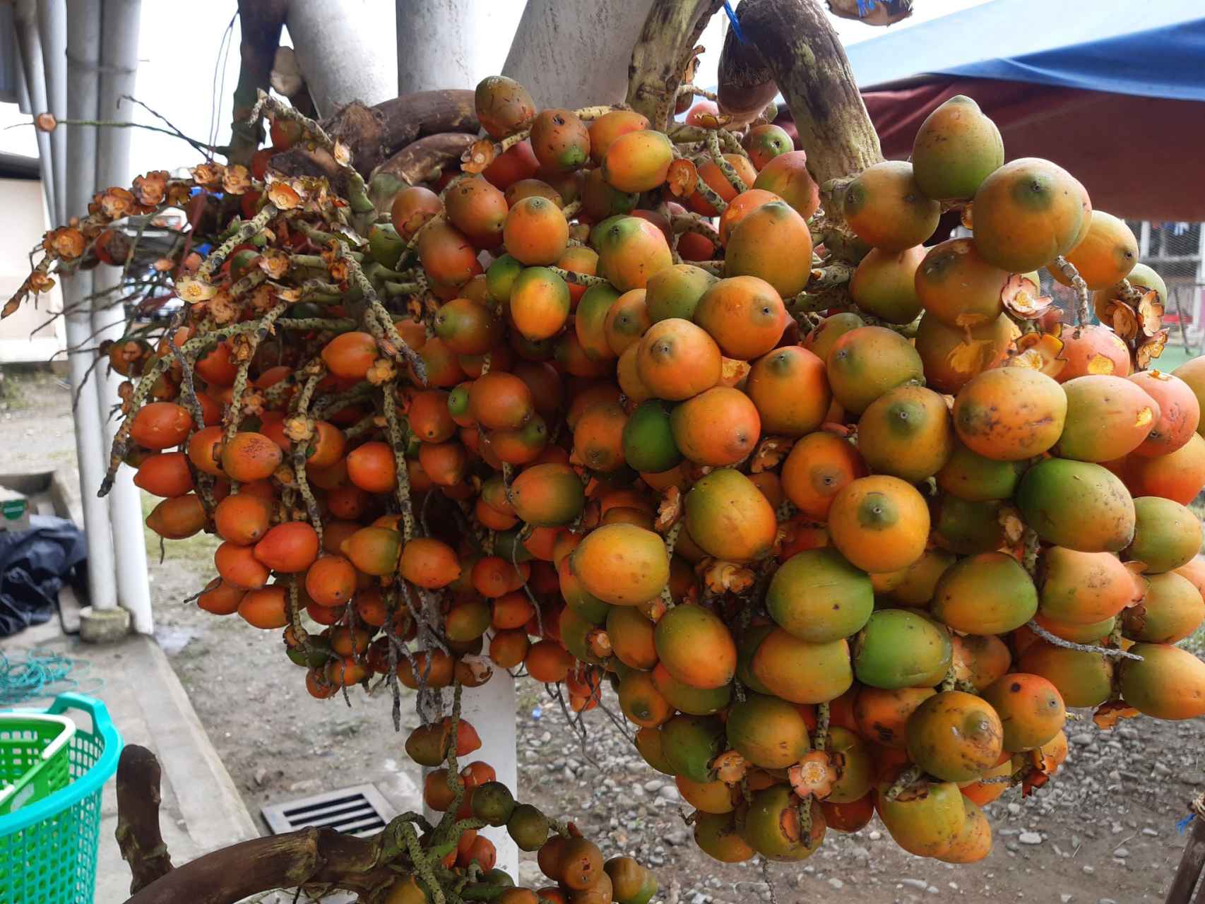 Bactris gasipaes o chonta, fruto amazónico que crece en las palmeras del que también se alimentó Jhonatan.