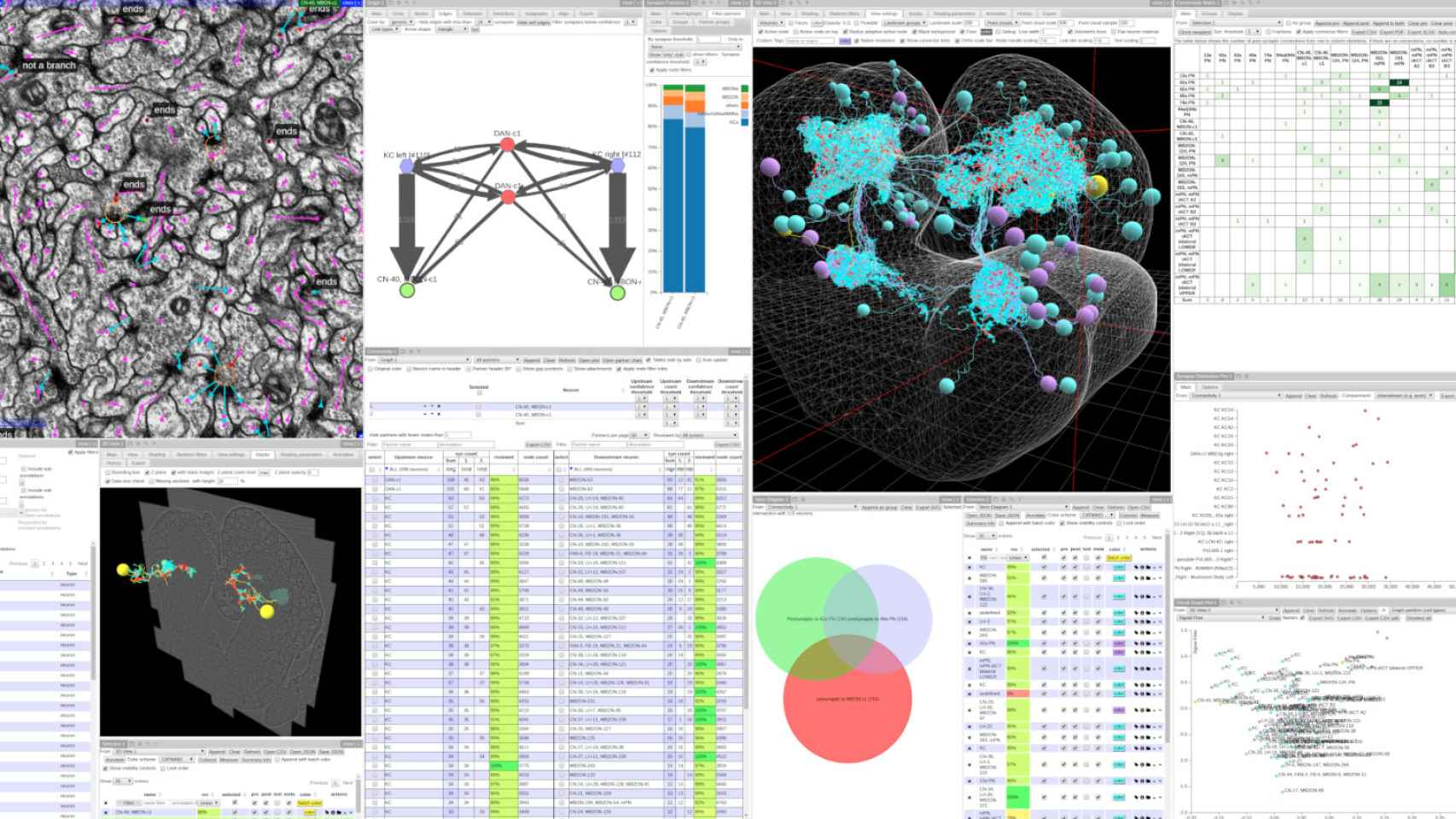 Captura de pantalla del software CATMAID, que muestra imágenes de microscopía electrónica, neuronas en 3D, diagramas de conexiones sinápticas, tabla y varios análisis relacionados con la investigación