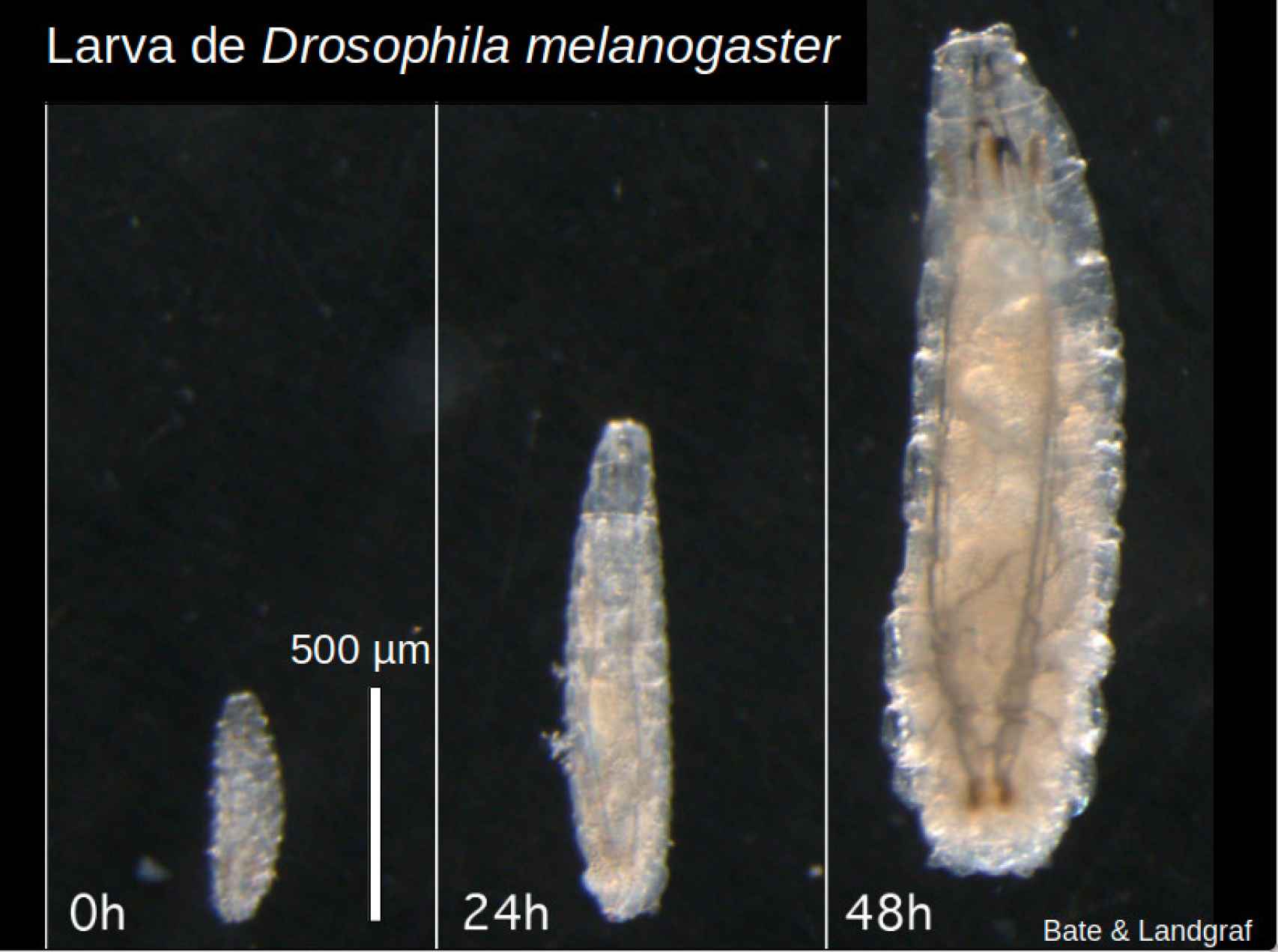 Larva de Drosophila melanogaster, desde su primer estadio donde mide tan sólo 0.5 milímetros hasta 2 días después cuando creció hasta los 2 mm de largo. Vive hasta los 5 días, luego hace el capullo y se pasa otros tantos días hasta que emerge la mosca adulta.