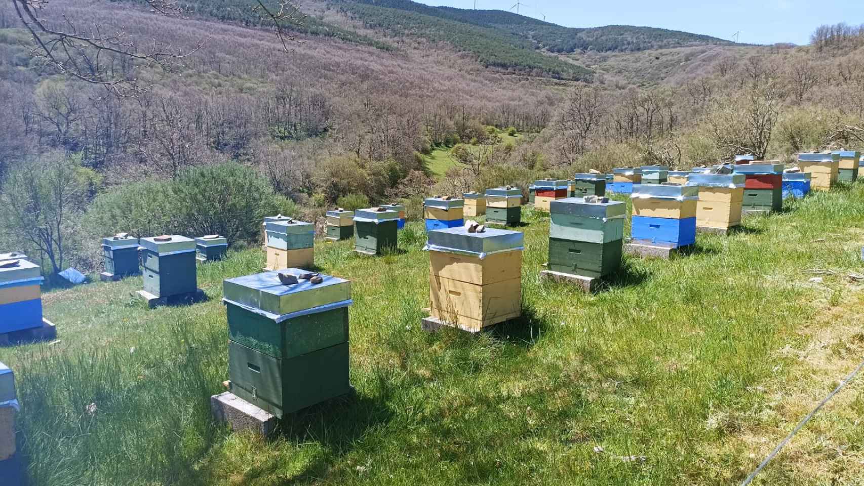 En la actualidad, los apicultores Javier Barreiro y Delia Heredia tienen 800 colmenas.