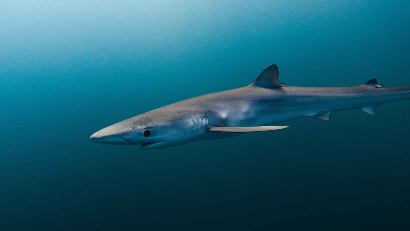Imagen de un tiburón azul tomada por Charlie Sarria.