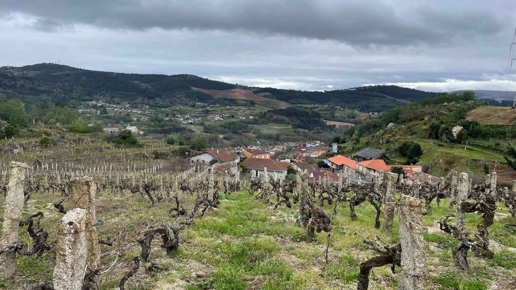 Las viñas son el mayor activo del municipio.