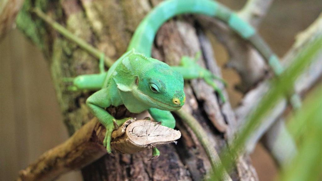 Los amantes de la naturaleza pueden disfrutar de los bosques de Taveuni