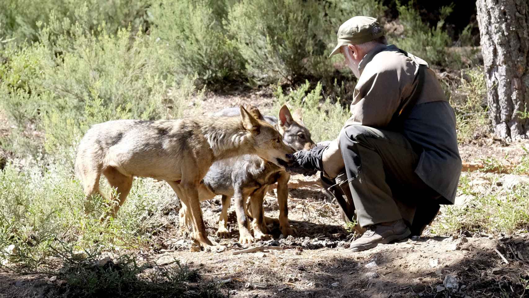 Carlos Sanz con los lobeznos en el Centro de Lobo Ibérico