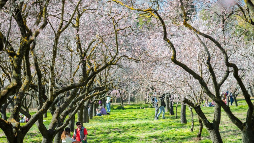 ¿Dónde ver cerezos en Madrid sin tener que ir hasta el Jerte?