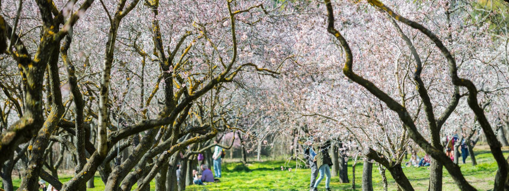 Cerezos en flor: Seis lugares en España para disfrutar de este espectáculo