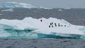 Una colonia de pingüinos sobre un iceberg de la Antártida.