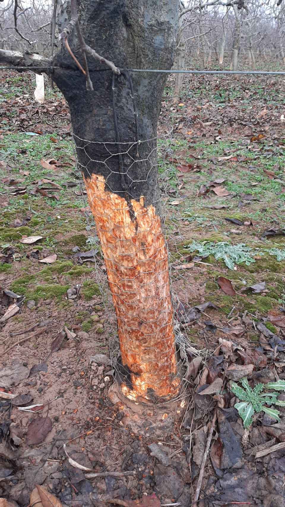 Un tronco devorado por la plaga de conejos, que también se suben a las ramas para comerse sus brotes