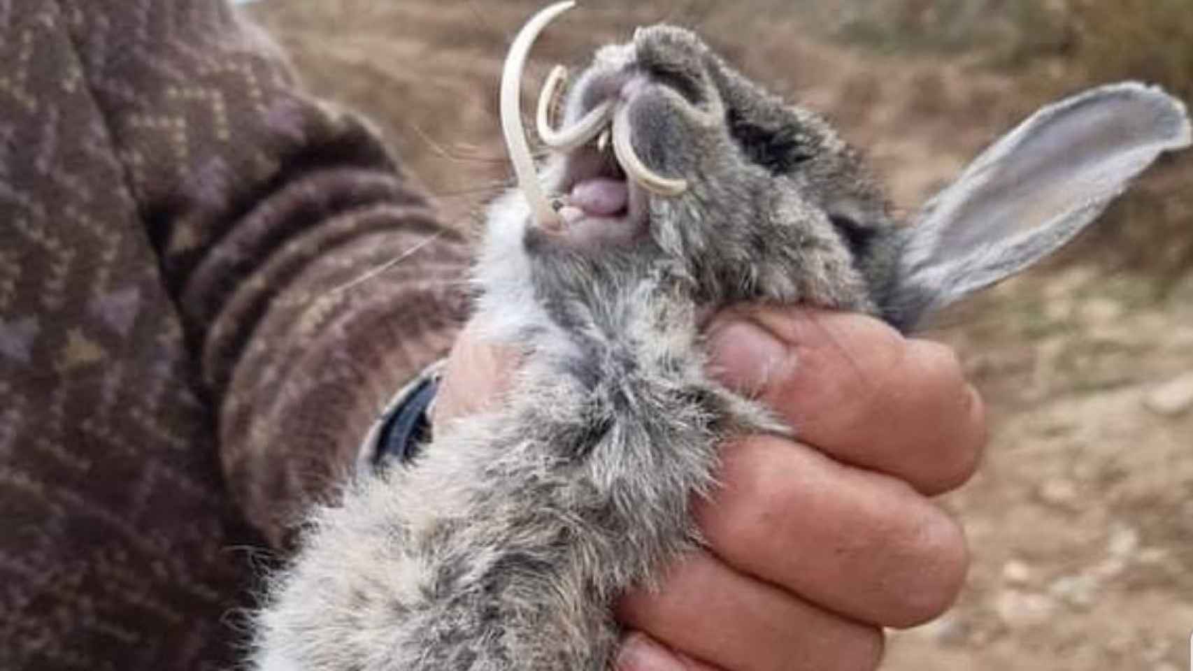 Un ejemplar de conejo invasor con unos dientes inmensos