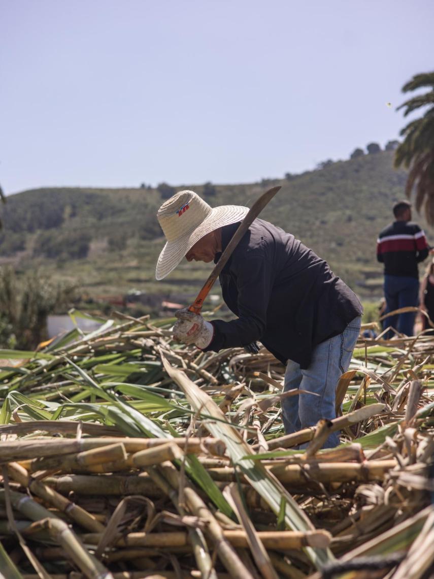 Zafra en los campos de caña de Arehucas en la Finca Las Vegas, en Arucas.