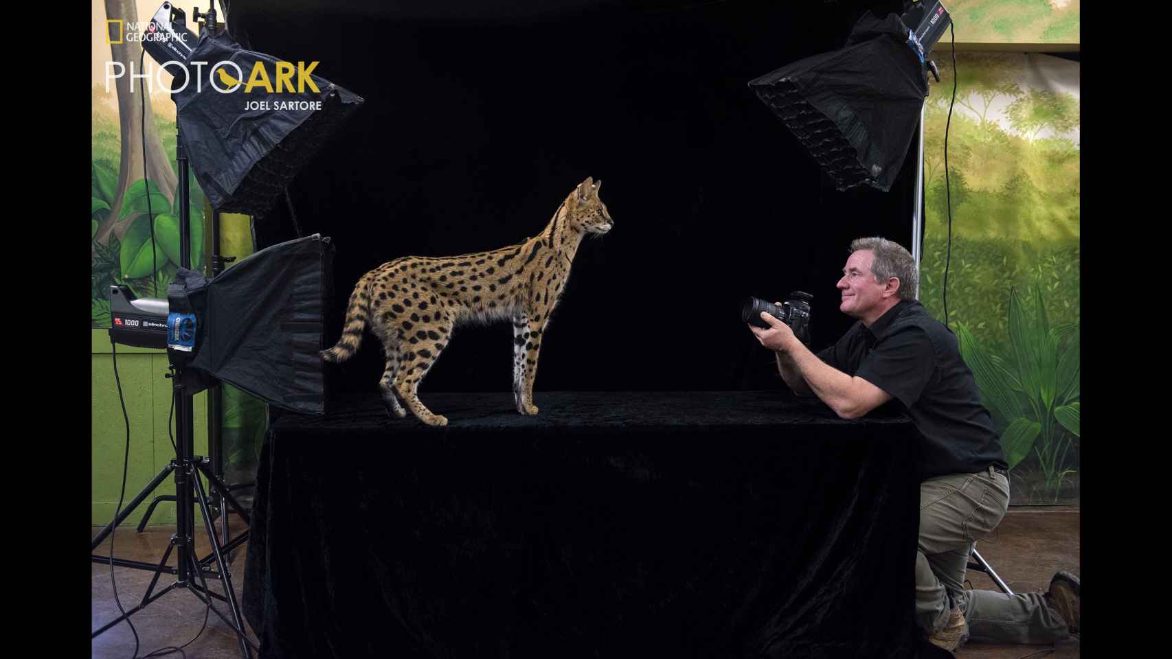 Joel Sartore fotografía a Johnny el serval, Leptailurus serval, en el Zoológico Infantil de Lincoln, Nebraska, 2018.