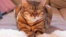 Imagen de archivo de un gato de Bengala con los ojos entrecerrados.