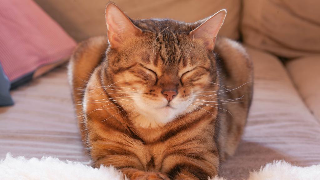 Imagen de archivo de un gato de Bengala con los ojos entrecerrados.