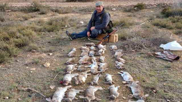 Los cazadores se ven obligados a hacer batidas cada vez más grandes para acabar con la invasión de conejos.