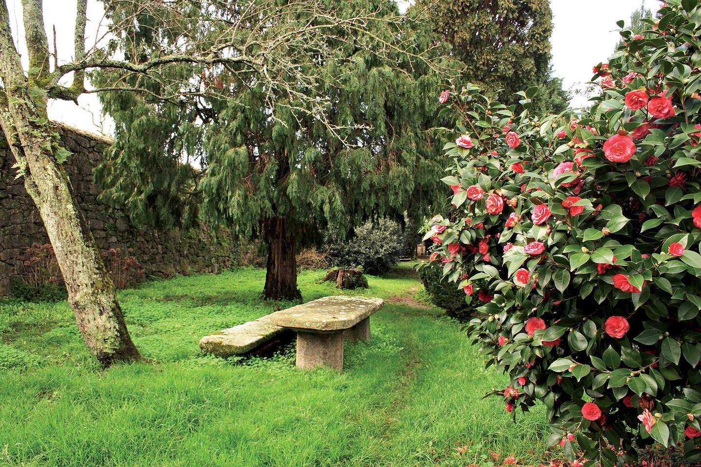 Camelias en el Pazo de Fefiñán (Foto: Turismo de Galicia)