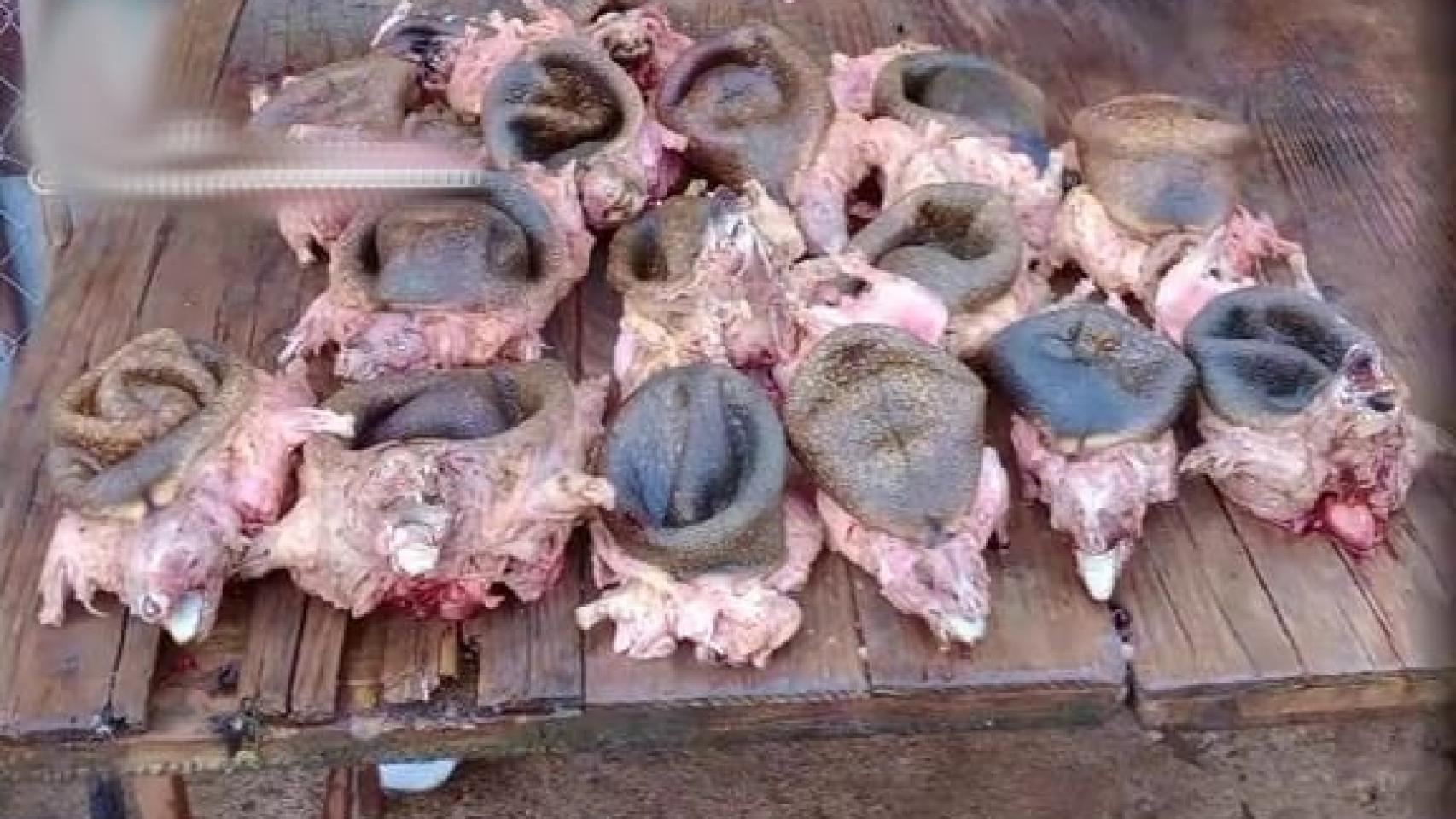 Los erizos cazados por un vecino de Ciudad Rodrigo