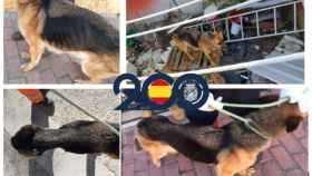 Imagen del perro al que ha salvado la Policía Nacional en Valladolid
