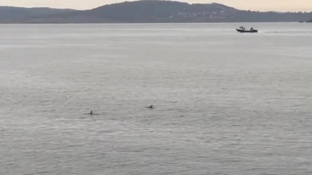 Delfines en las inmediaciones de San Amaro.