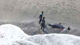 Surfistas junto a un delfín cabeza de melón muerto en playa al este de Japón.