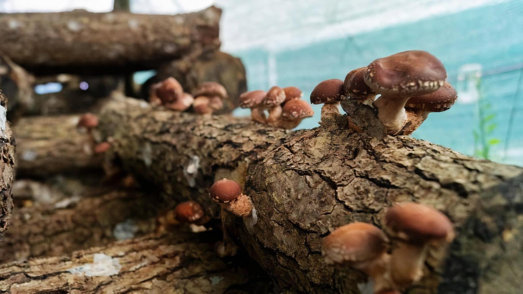 Algunos shiitake creciendo en troncos de roble.