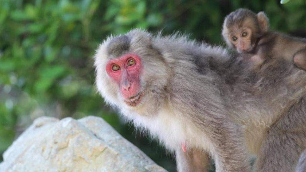 Una hembra de macaco con su cría.