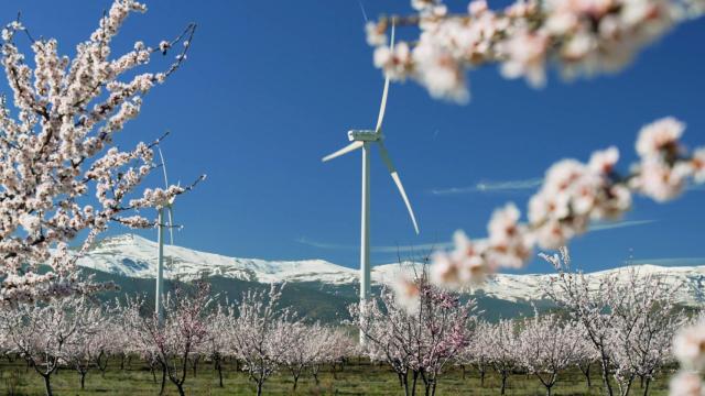 Un parque eólico de Iberdrola en Andalucía.