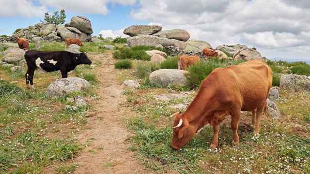 Los ganaderos de Castilla-La Mancha cobrarán este mes las ayudas por la guerra de Ucrania