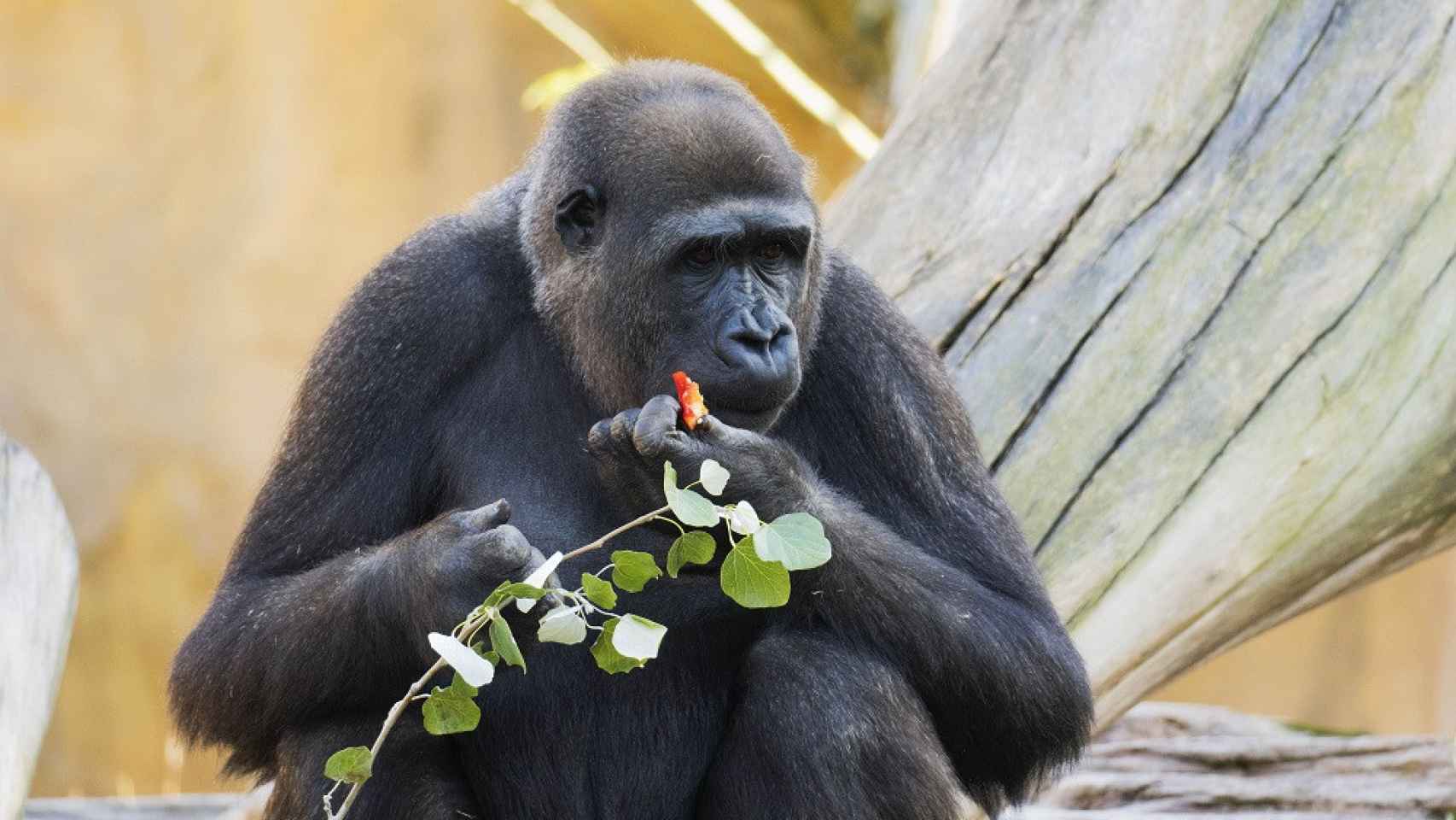 Un gorila en Bioparc comiendo.