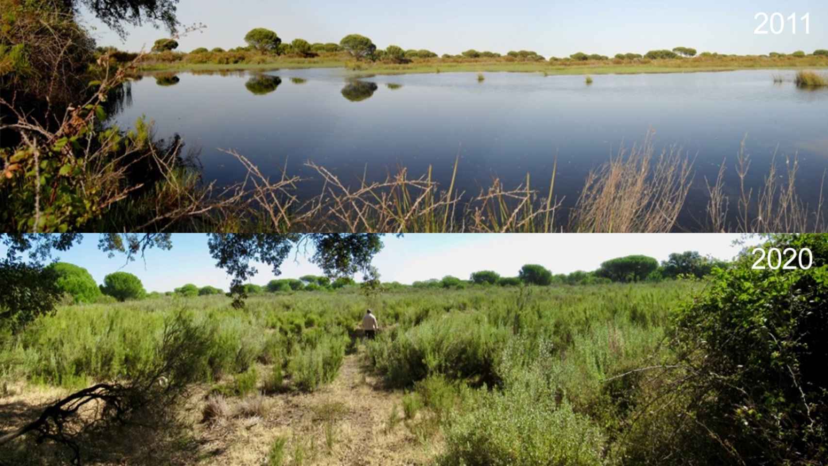 La Laguna del Moral, en Doñana, desaparecida e invadida por un matorral típico de zonas secas.