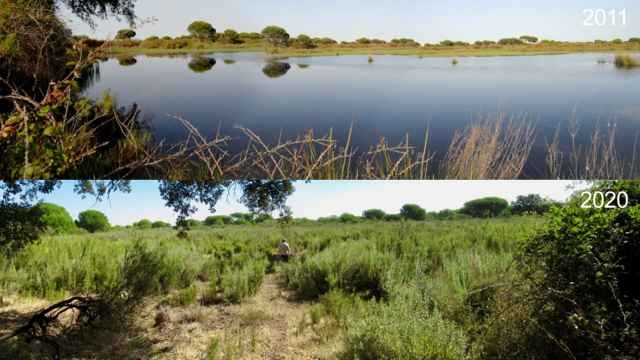 La Laguna del Moral, en Doñana, desaparecida e invadida por un matorral típico de zonas secas.